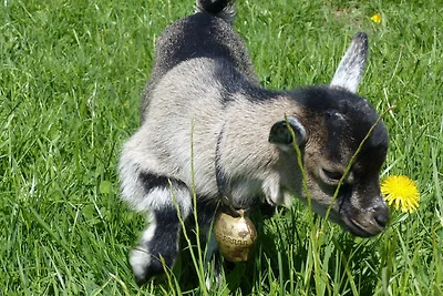 Appartamento Vacanza con famiglia Hopferau