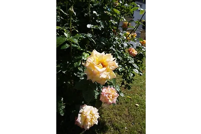 Ferienhaus Hundertmorgenfeld Wo 3