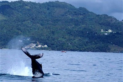 Bungalow de Ballenas