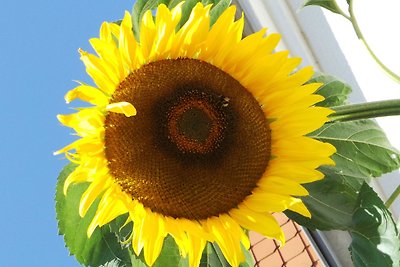 Ferienwohnung Sonnenblume