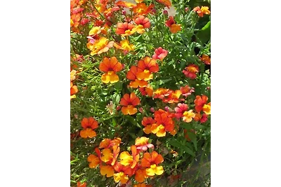 Vakantieappartement Gezinsvakantie Bad Peterstal-Griesbach