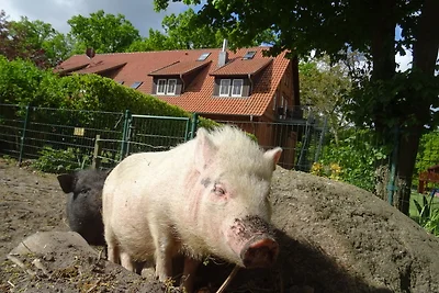 Ramakers Hof - Grüne Wohnung