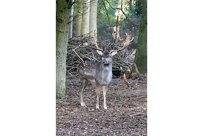 Waldgasthof Röckers-Appartement 4