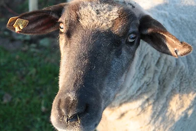 Appartamento Vacanza con famiglia Hüsby