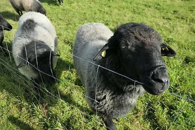Ferienwohnung Bambuswald Ferienhof