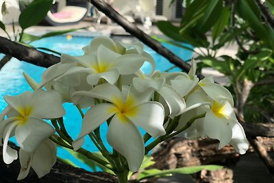 Frangipani