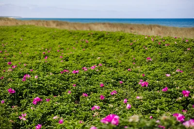 DER STÖRTEBEKER - "Apartment