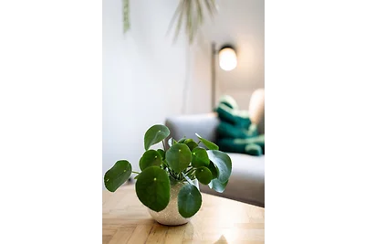 Fancy Apartment 01 - Urban Jungle