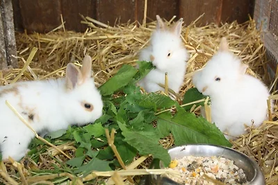 Vakantieappartement Gezinsvakantie Bojendorf