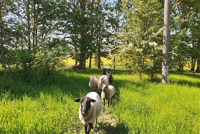 Quaduxenbarg Dachzelt