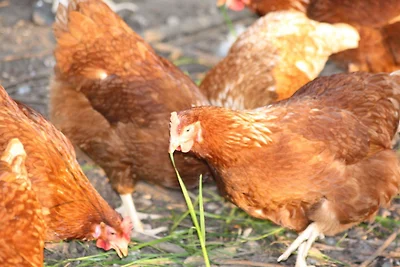 Vakantieappartement Gezinsvakantie Bojendorf