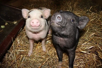 Ferienhof Gerda - Ferienwohnung