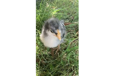 Vakantieappartement Gezinsvakantie Tetenbüll