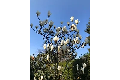 SeeSucht Apartment No 86