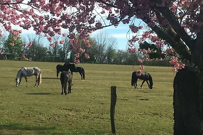 Vakantieappartement Gezinsvakantie Alkersum