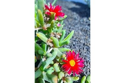 Casa-la-Costa: Zelt "Teguise"