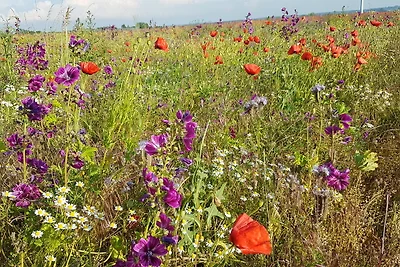 Ferienhaus an der Ostsee -23a-