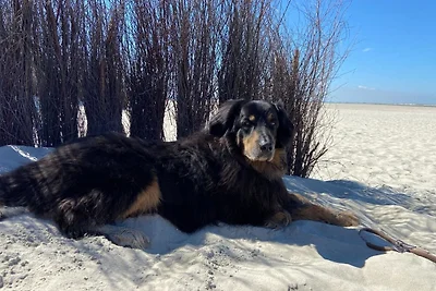 Ferien im Wangerland - Haus