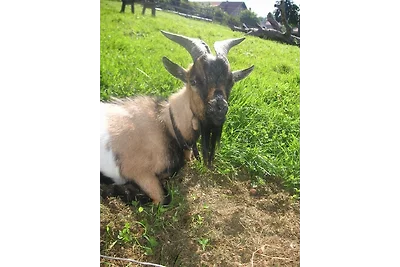 Vakantieappartement Gezinsvakantie Lindau