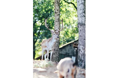 Appartamento Vacanza con famiglia Meppen