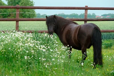 Apfelhof Fehmarn