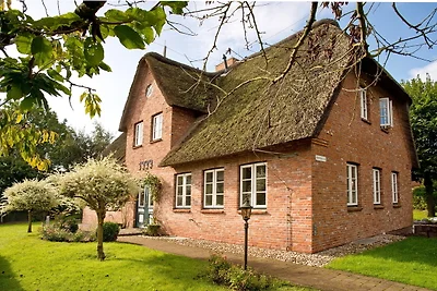 Sommerlinde