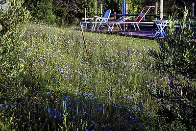 Quindici Alberi Legnaia