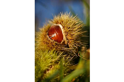 Fewo (Dreiraum) im Haus Götsch (3)