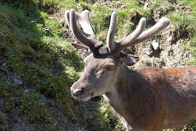 Vakantiehuis Ontspannende vakantie Stolberg