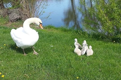 Landhaus am Teich - Saaler Bodden -