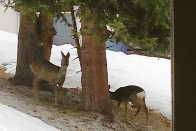 Ferienhaus in den Büelen 38