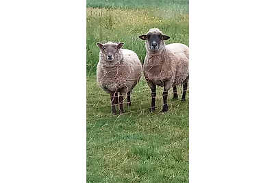 Casa vacanze Vacanza di relax Hamswehrum