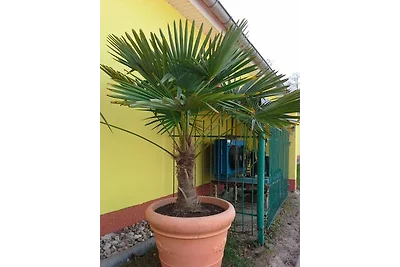 Vakantieappartement Gezinsvakantie Ückeritz