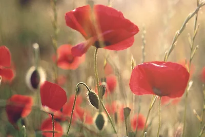 Vakantiehuis Ontspannende vakantie Roccalbegna