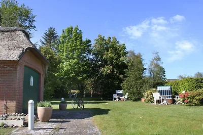 Lachmöwe