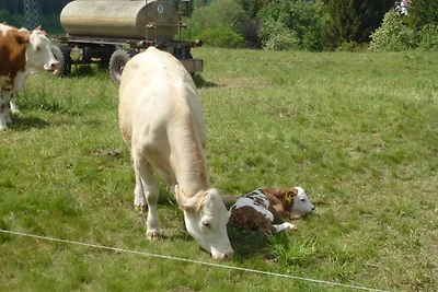 Ferienwohnung Bradatsch