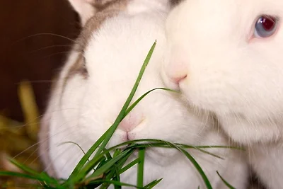 Ferienhof Mau "Appartementhaus