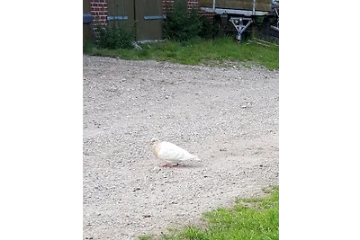 Hof Rüsch - FeWo Bökenacker