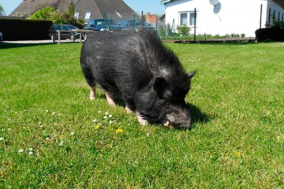 Ferienhof Manowski Nr.2