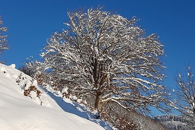 Vakantieappartement Gezinsvakantie Wieden