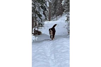 Ferienwohnung Collie