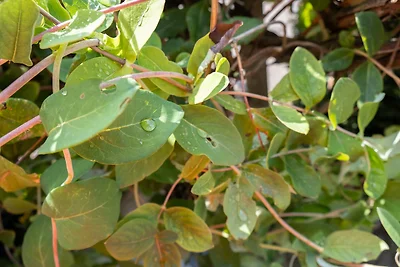 Fewo (Dreiraum) im Haus Götsch (2)
