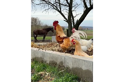 Ruhige FeWo im Nussbaumhof -