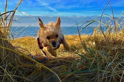 MeerBrise, App. Fabian