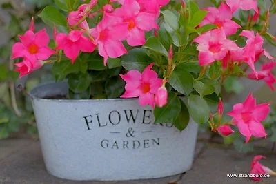 Vakantieappartement Gezinsvakantie Dorum