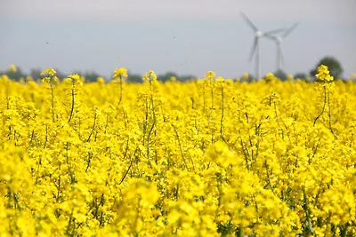 Ferienwohnung "Seestern"