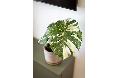 Cosy Apartment 02 - Urban Jungle