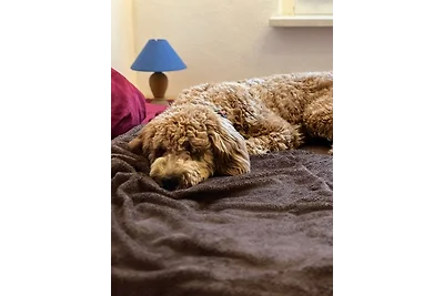 Tiny House - Auszeit im Wald am