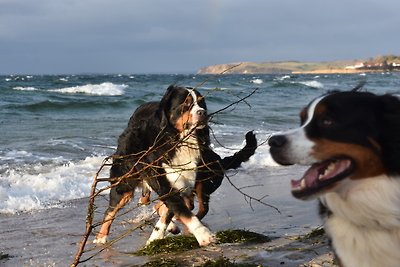 Ferienwohnung Australian Shepherd