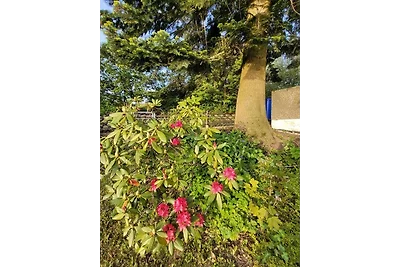 Blick über Hohegeiss